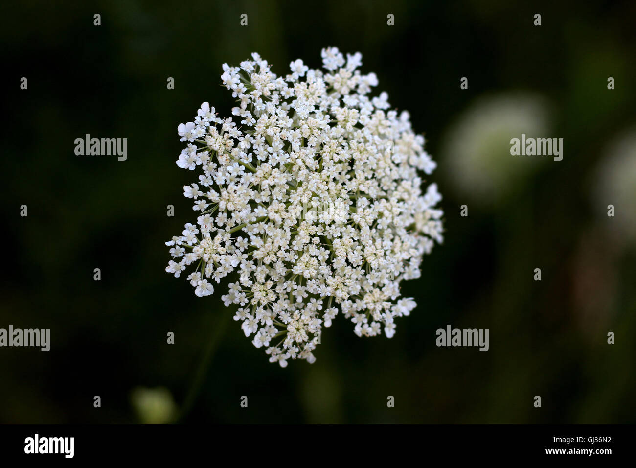 Wild Carrot, Daucus carota Stock Photo Alamy