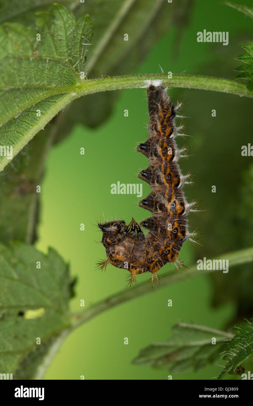 CFalter, Weißes C, CFuchs, Raupe verpuppt sich, Puppe, Polygonia calbum, Nymphalis calbum