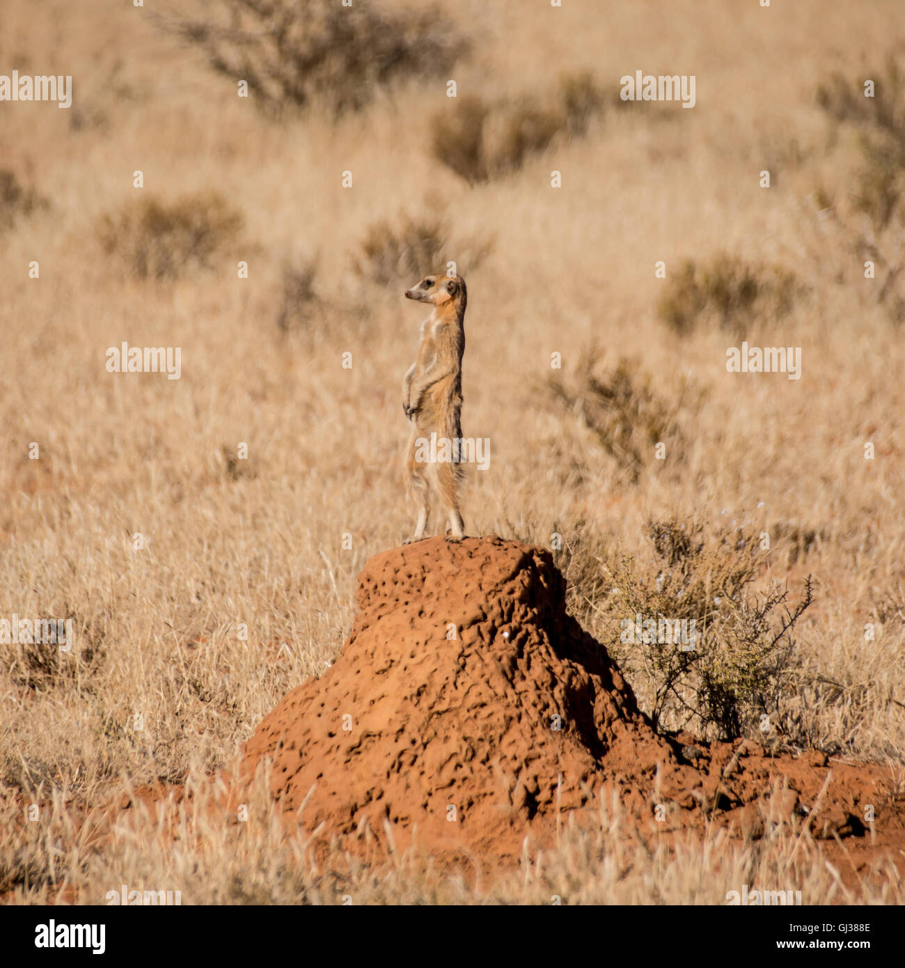 A Meerkat stands sentry on a termite mound while the family forages in Southern African savanna Stock Photo