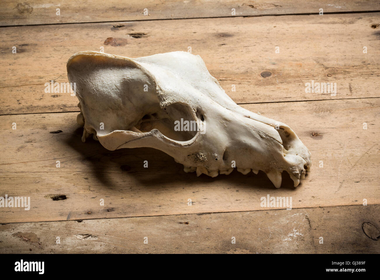 Animal skull hi-res stock photography and images - Alamy Animal skull hi-res stock photography and images - Alamy