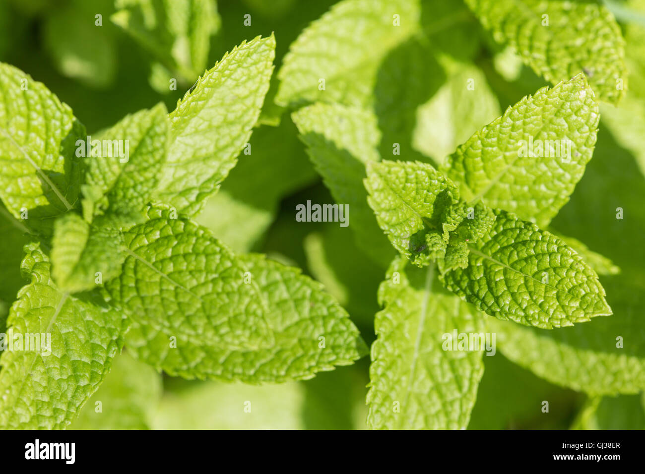 Close up of spanish mint plant hires stock photography and images Alamy