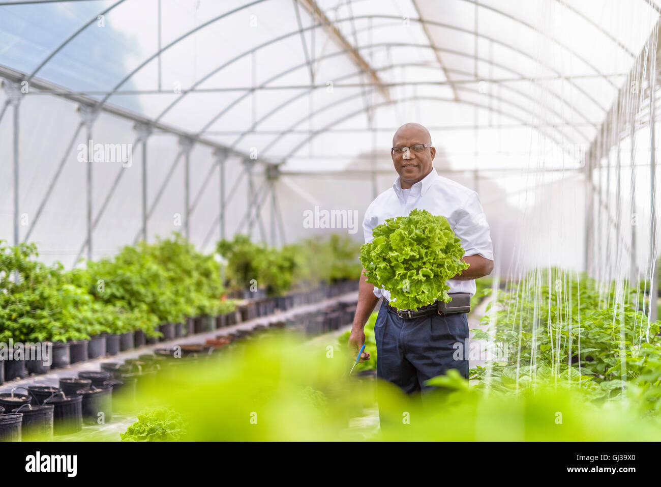 Portrait of manager in Hydroponic farm in Nevis, West Indies Stock Photo