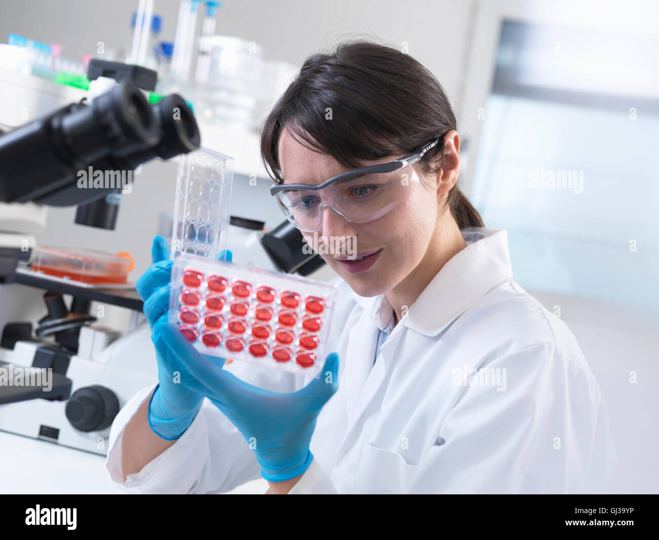 Scientist  viewing experimental cultures growing in multiwell tray in laboratory Stock Photo