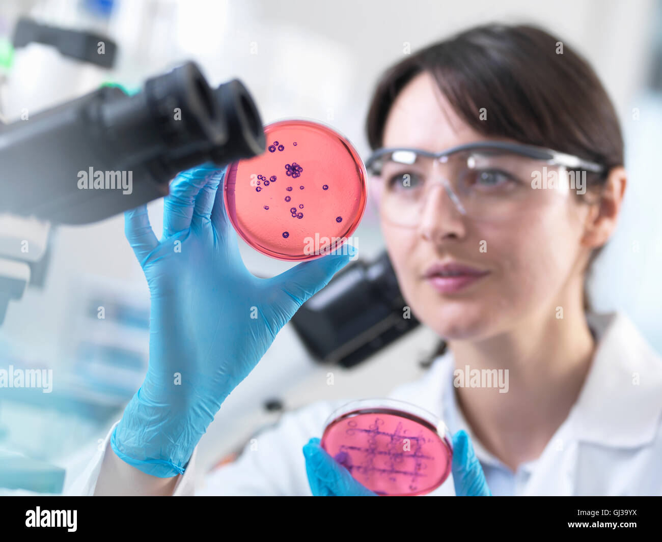 Scientist examining petri dish containing bacterial culture grown in laboratory Stock Photo