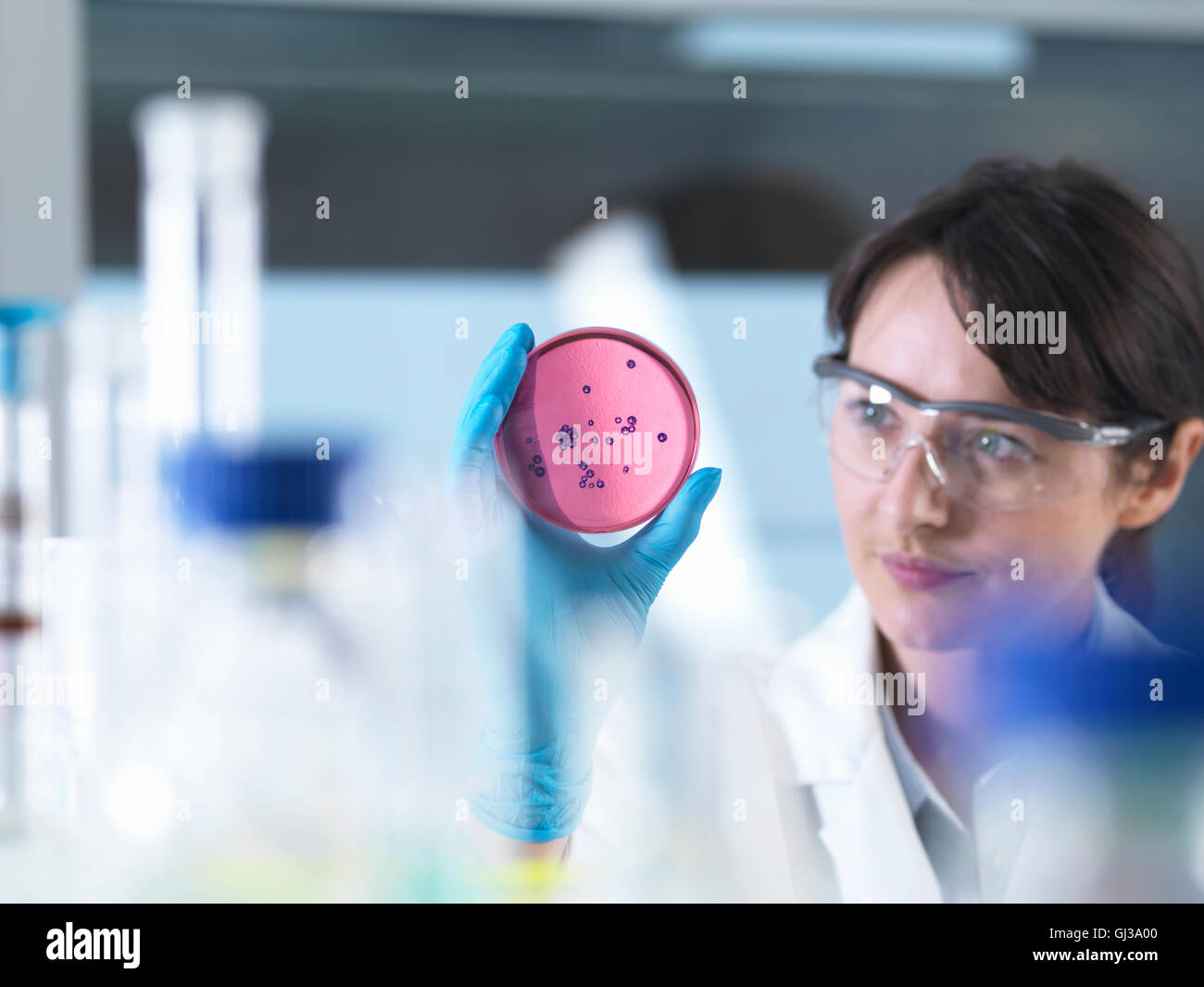Scientist examining petri dish containing bacterial culture grown in laboratory Stock Photo