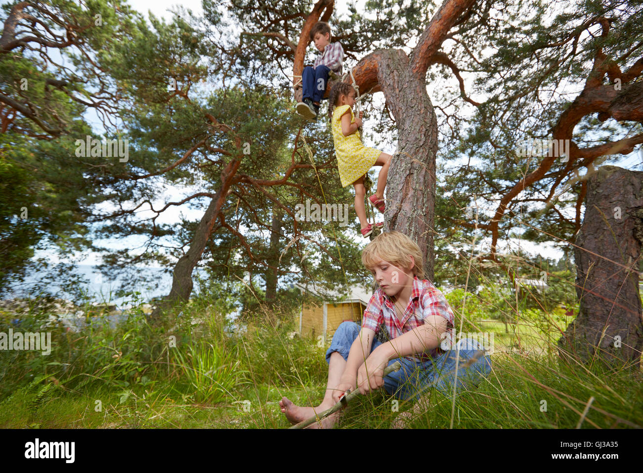 Young boy sitting in tree, young girl climbing rope ladder on tree and boy sitting in grass Stock Photo
