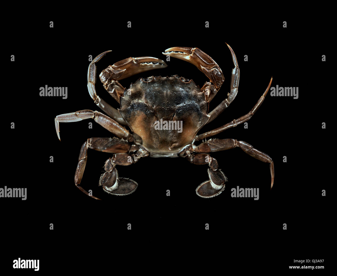 Top view of crab against black background Stock Photo
