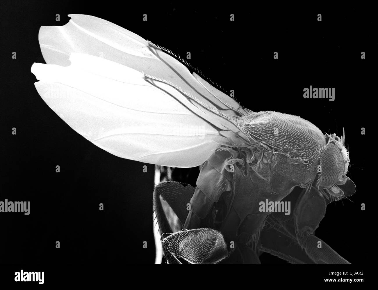 Magnified fruit fly Stock Photo
