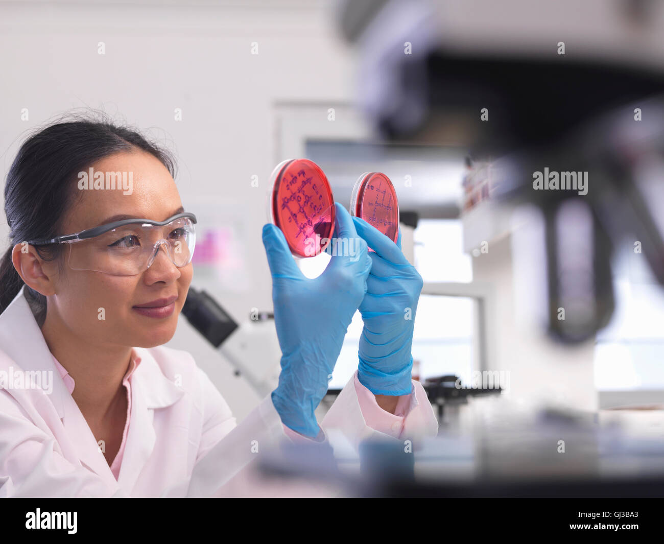 Scientist examining microbiological cultures in a petri dish Stock Photo