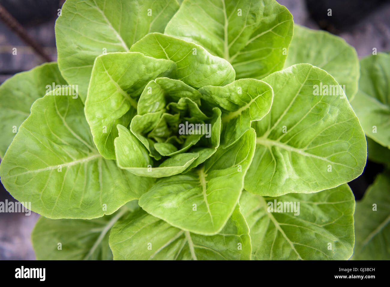 Detail of romaine lettuce in Hydroponic farm in Nevis, West Indies Stock Photo