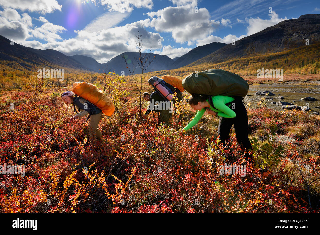Three adult hikers picking berries, Khibiny mountains, Kola Peninsula, Russia Stock Photo