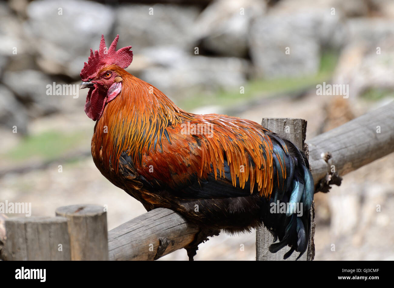 Beautiful cock or rooster sitting on the fence in nepalese mountain village Stock Photo