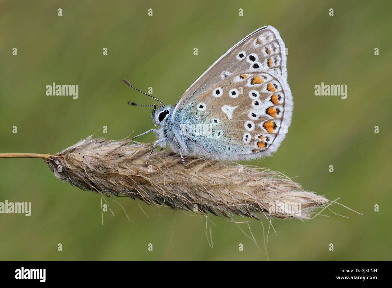 Common Blue Polyommatus icarus Stock Photo