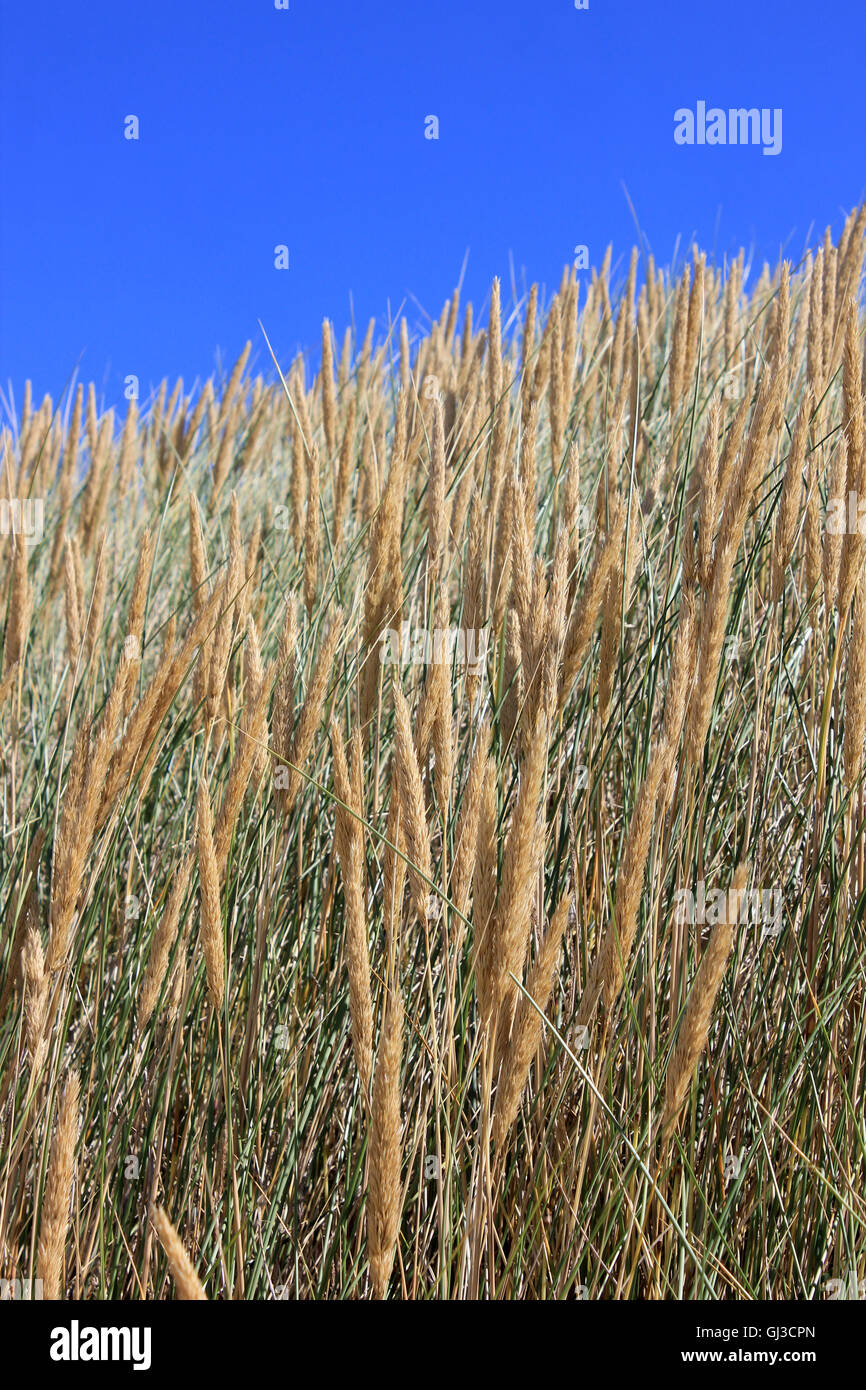 Marram Grass Ammophila arenaria Stock Photo