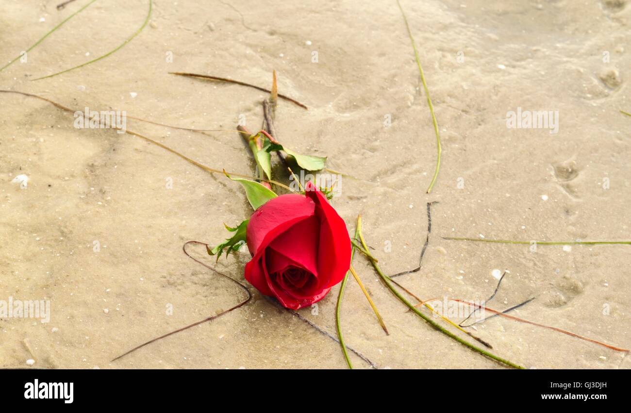 A single red rose washed up on the beach with sea grass in Florida. Stock Photo