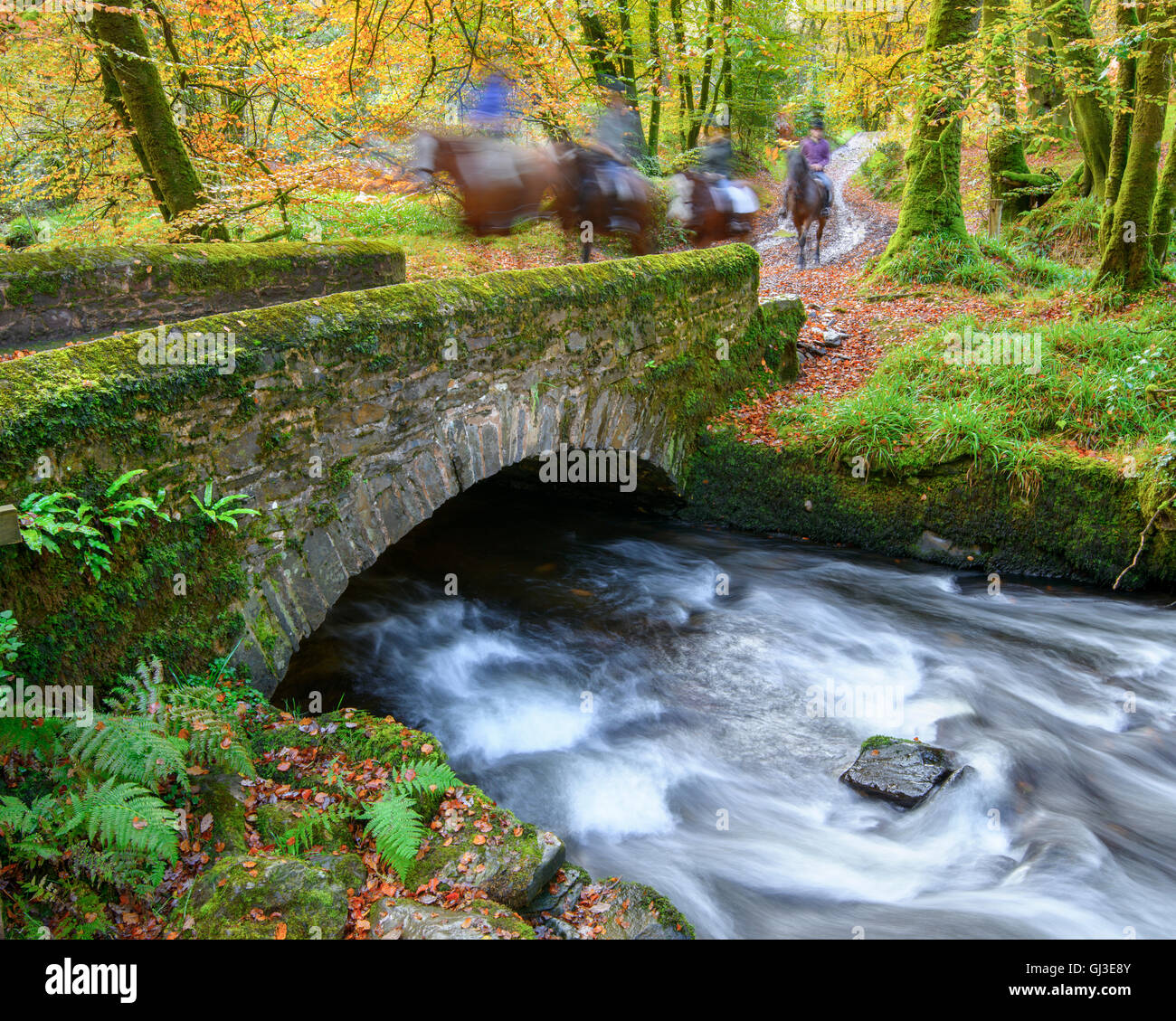 Horse riders crossing a small river in an Autumnal woodland Stock Photo