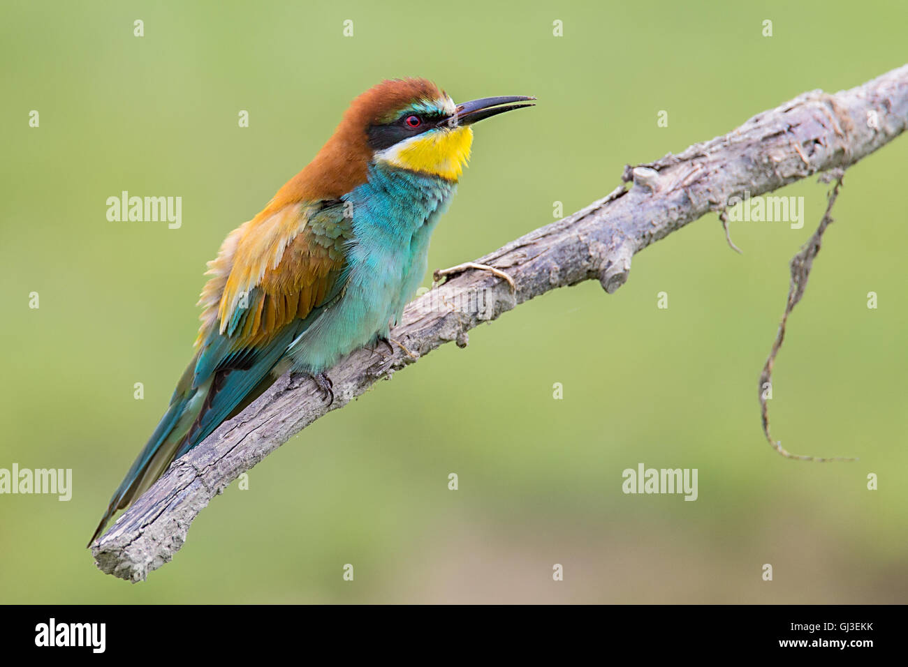 European Bee-eater (Merops apiaster) on a branch. Stock Photo