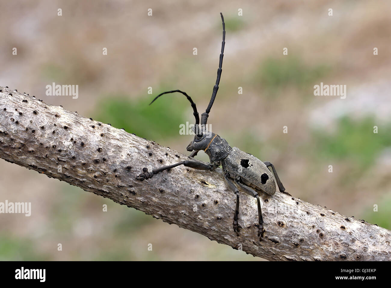 Morimus funereus is a species of beetle in family Cerambycidae Stock Photo