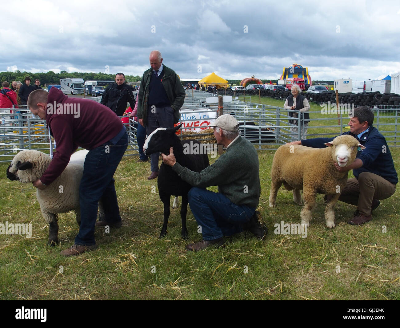 Judging Sheep, Haddington Show, East Fortune, East Lothian Stock Photo