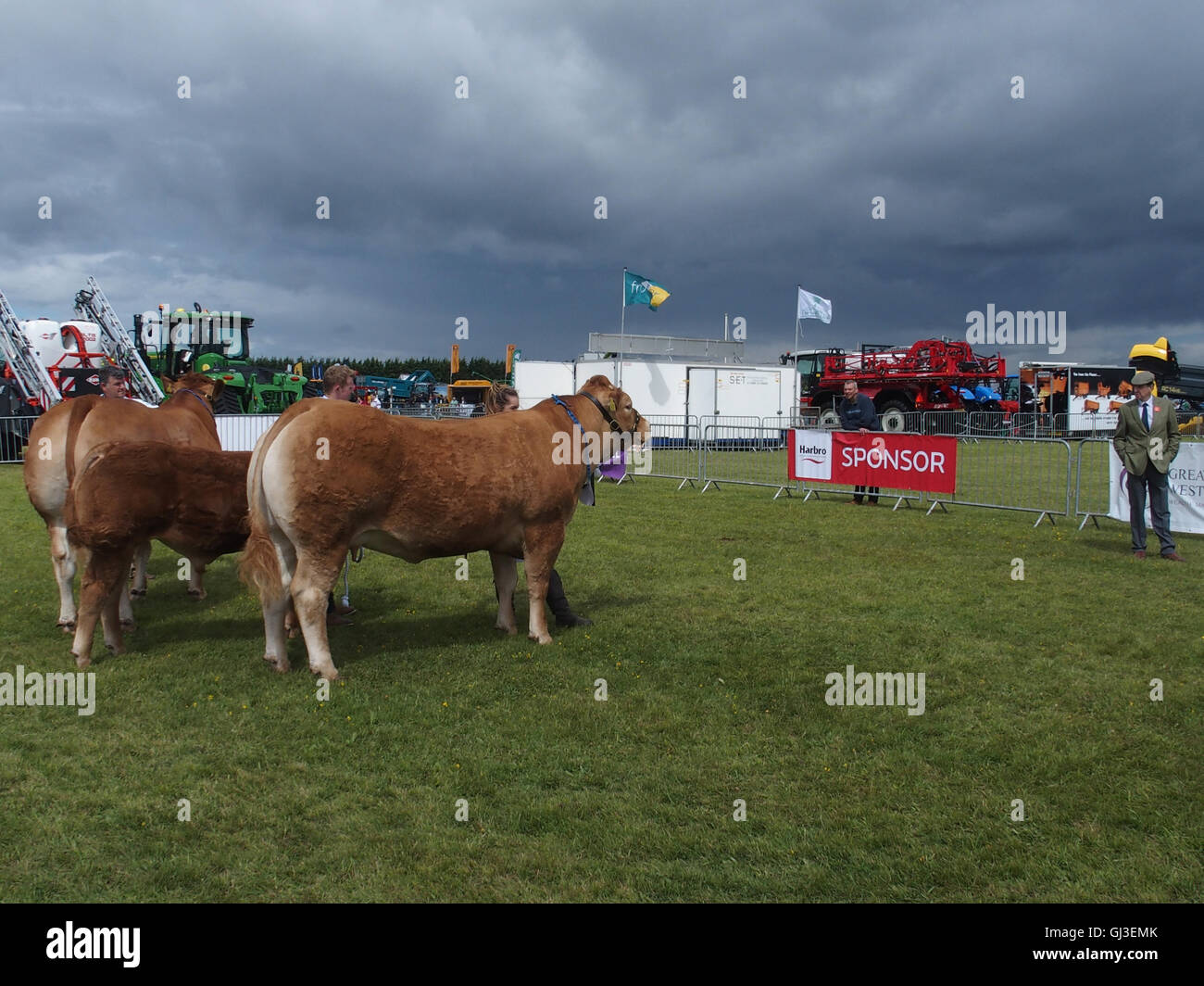Showing Pedigree Cattle, Main Ring, Haddington Show, East Fortune, East Lothian Stock Photo