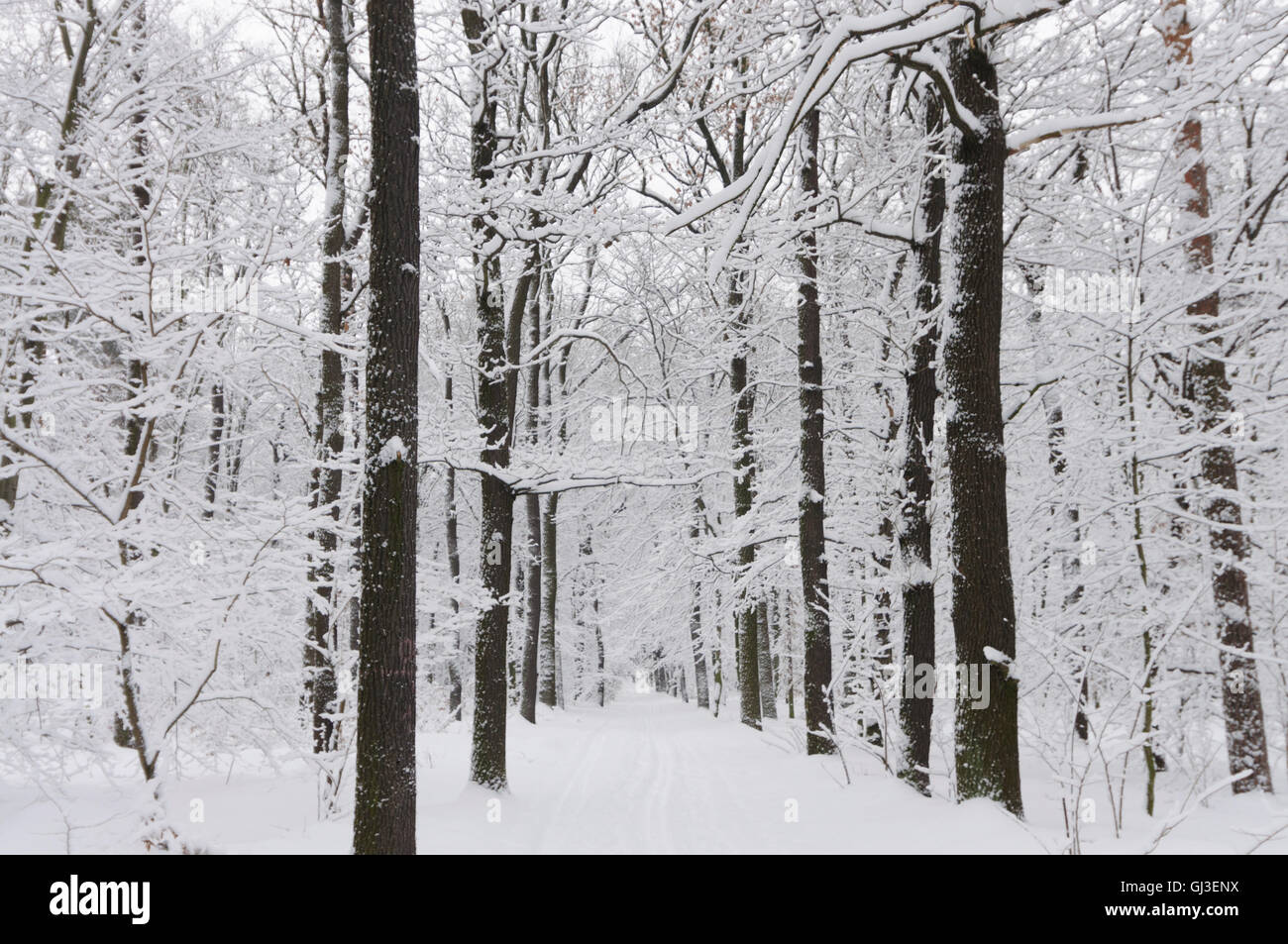 Dresden: snowy forest, Germany, Sachsen, Saxony, Stock Photo