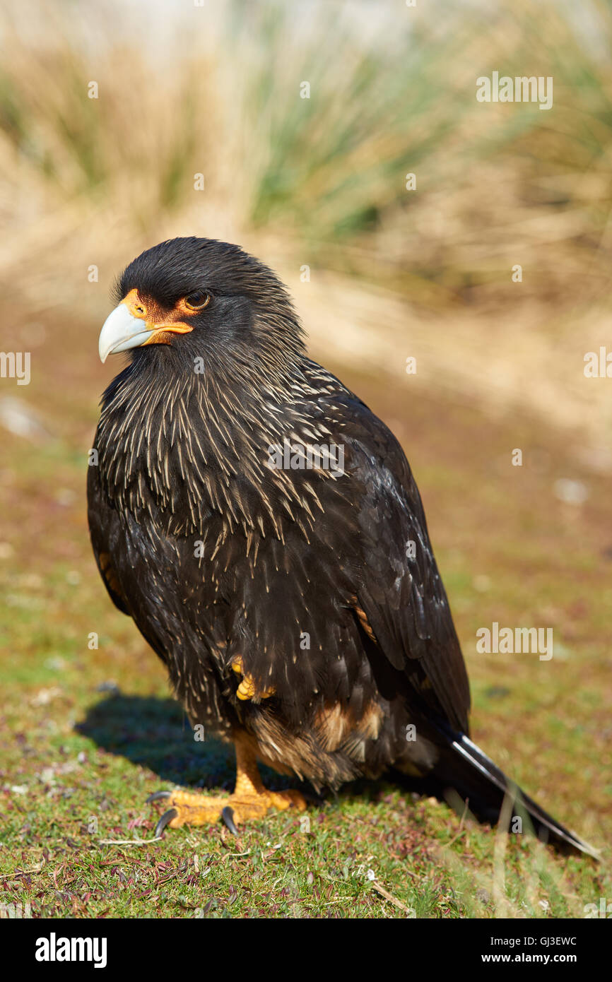 striated-caracara-phalcoboenus-australis-standing-on-a-patch-of-grass