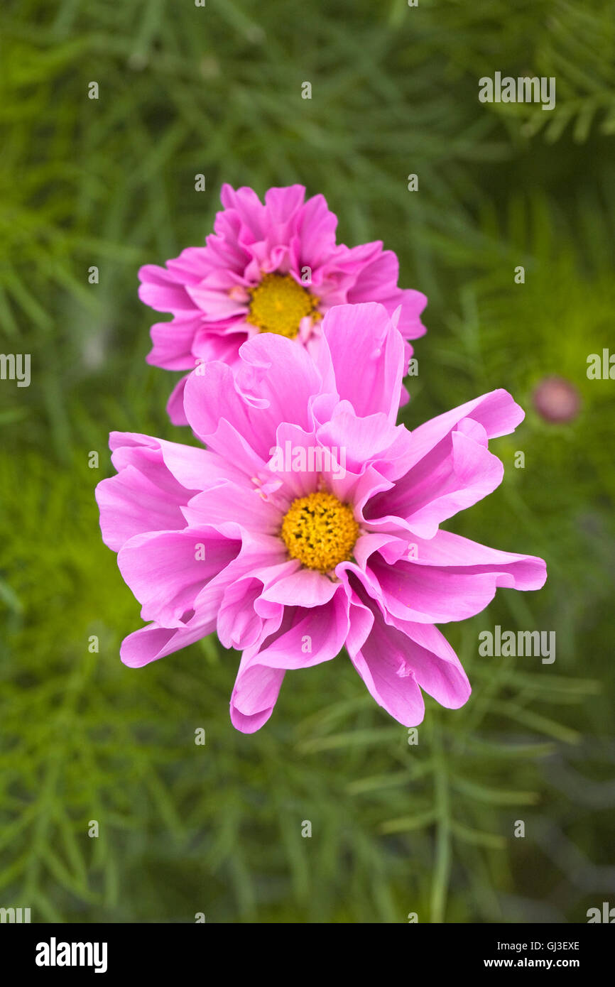 Cosmos bipinnatus 'Double Rose Click Series' flowers. Stock Photo