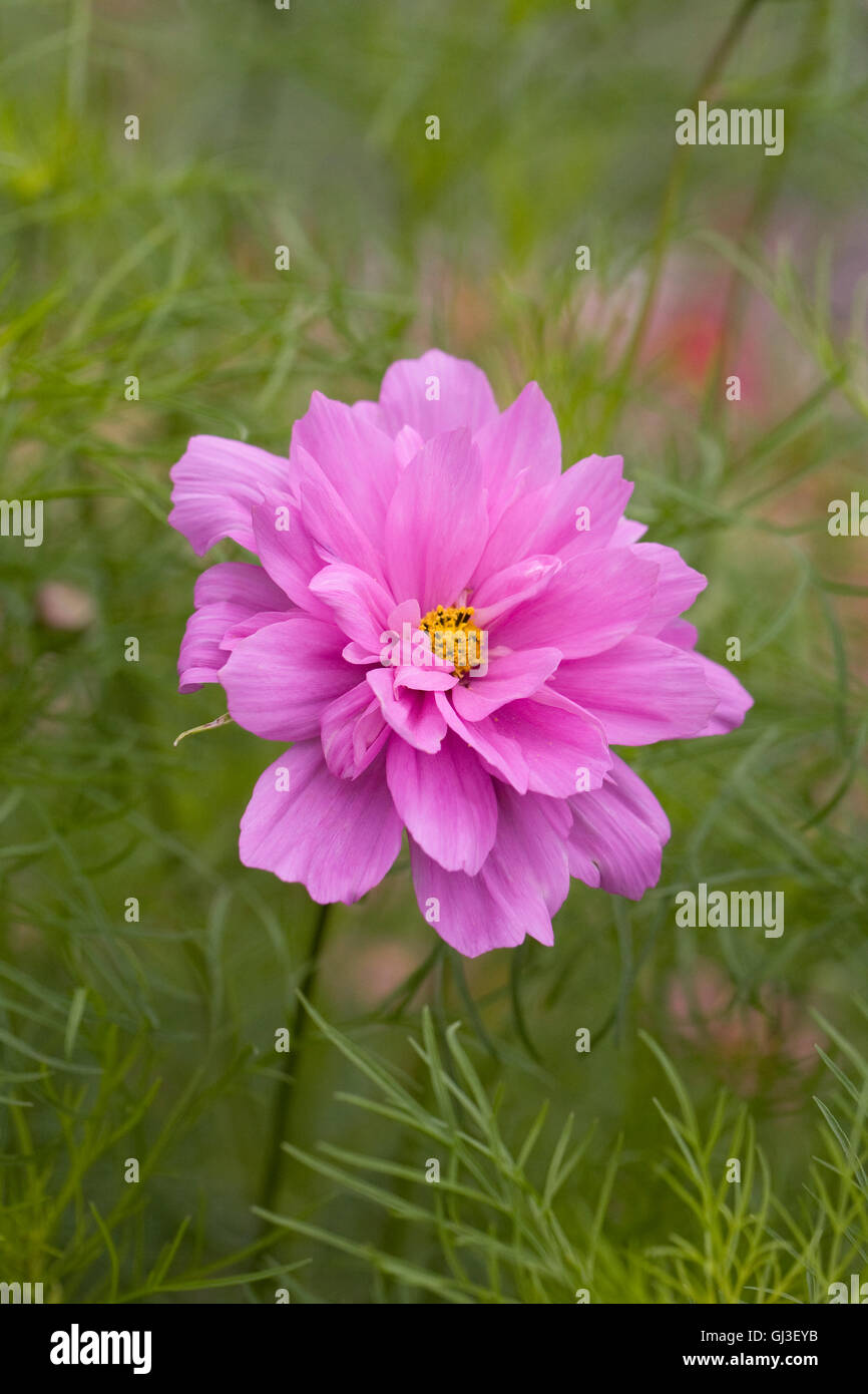 Cosmos bipinnatus 'Double Rose Click Series' flowers. Stock Photo