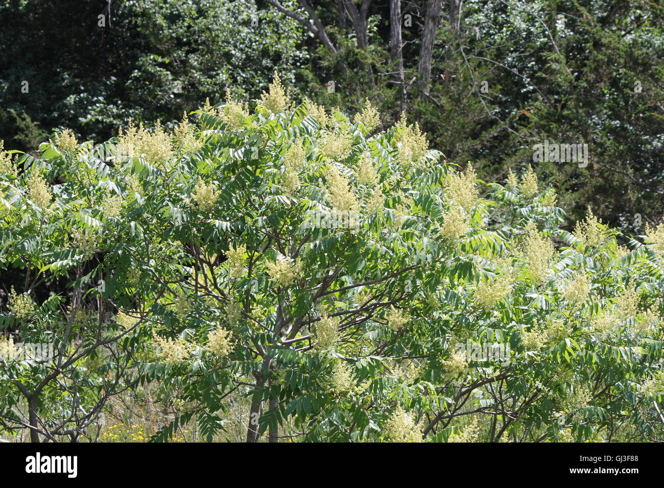 Male staghorn sumac flower at early stage of blooming in early summer