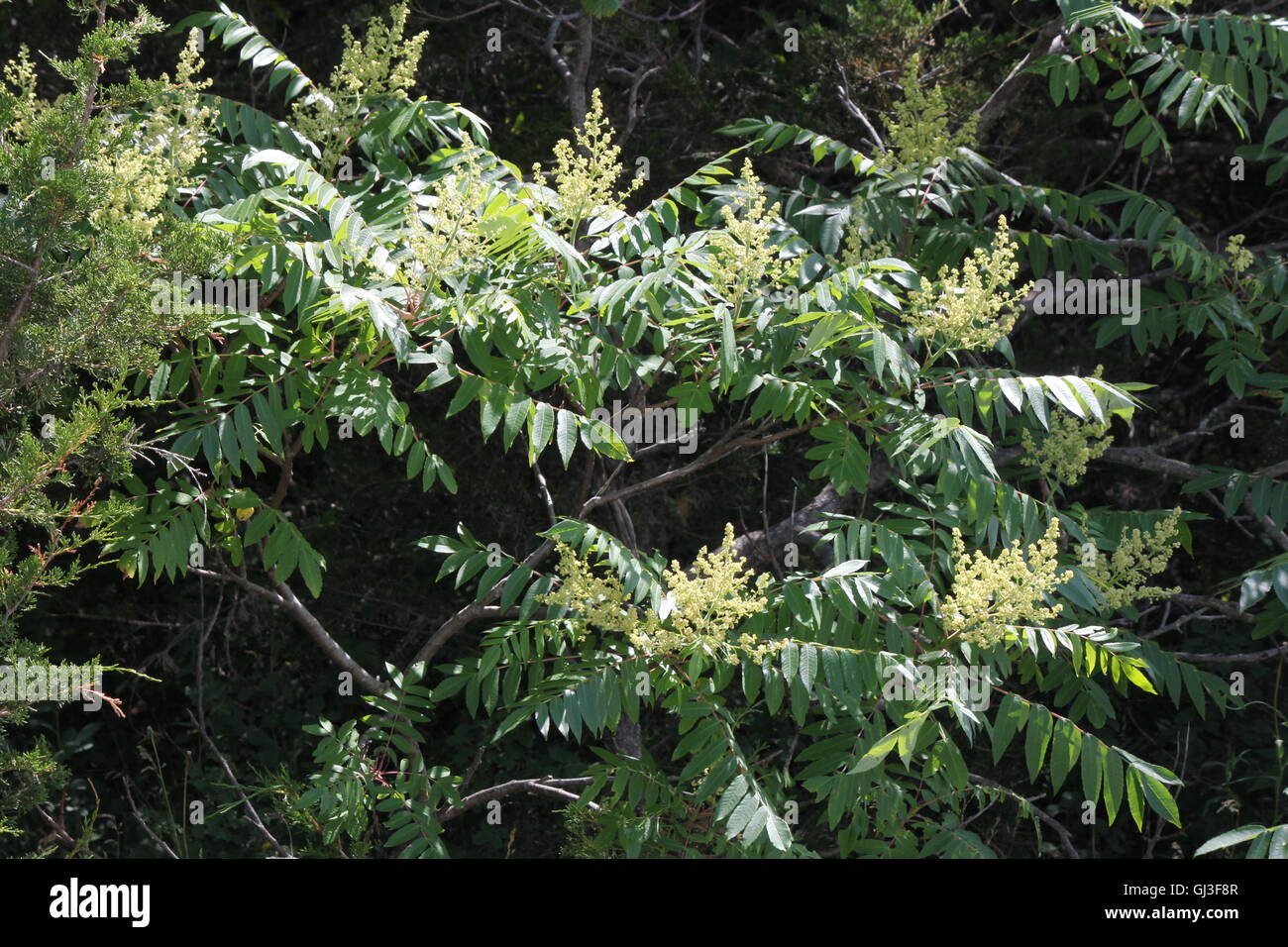 Male staghorn sumac flower at early stage of blooming in early summer
