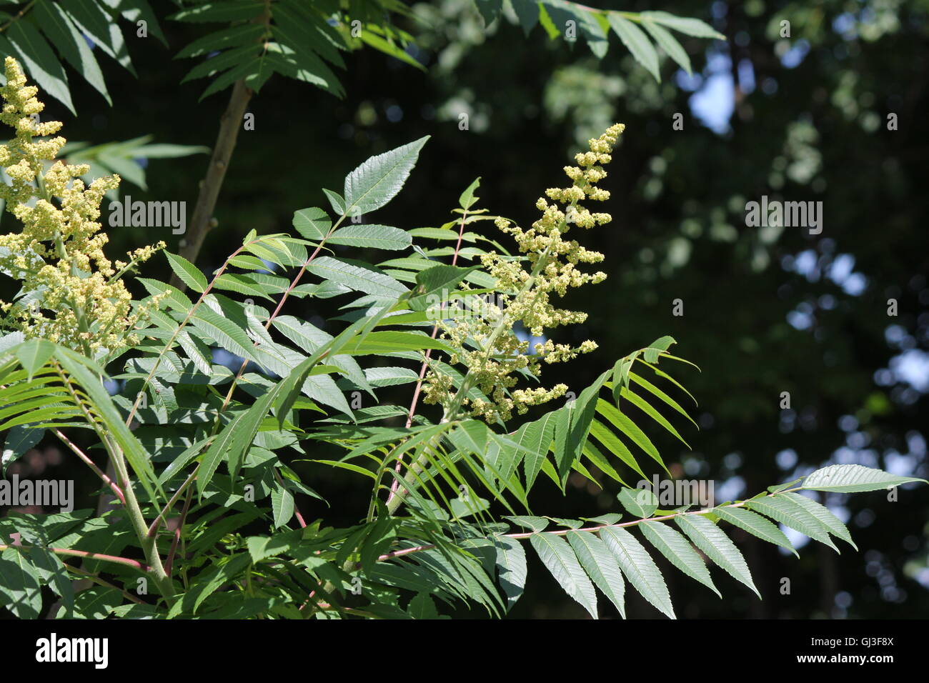 Male staghorn sumac flower at early stage of blooming in early summer