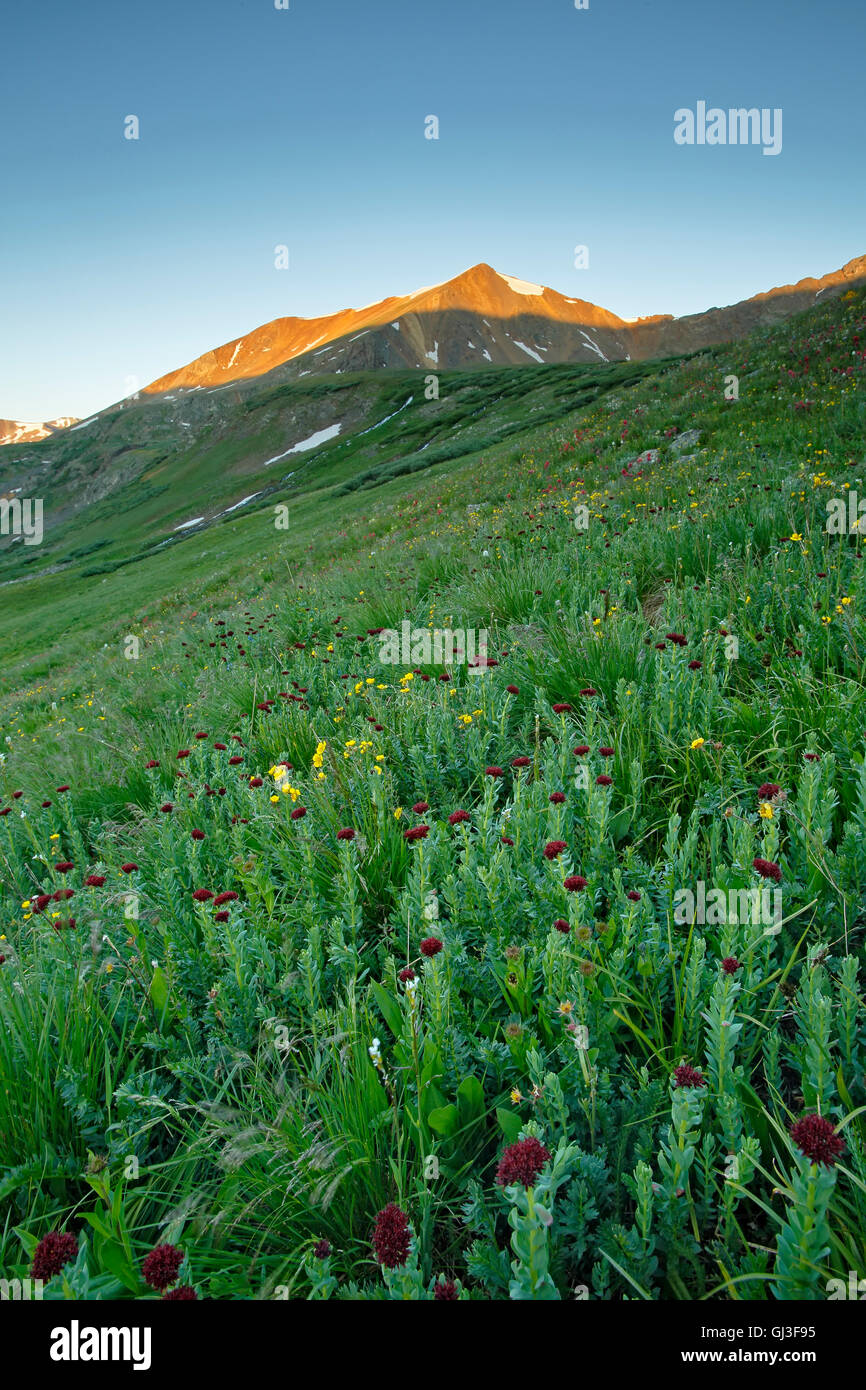 Wildflowers and Ruby Mountain, above Peru Creek, White River National Forest, near Montezuma, Colorado USA Stock Photo