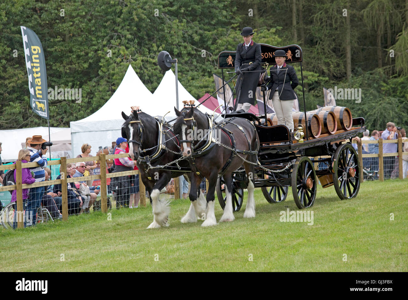 Robinsons Brewery Shire horses at Countryfile Live 2016 Blenheim Palace Woodstock UK Stock Photo