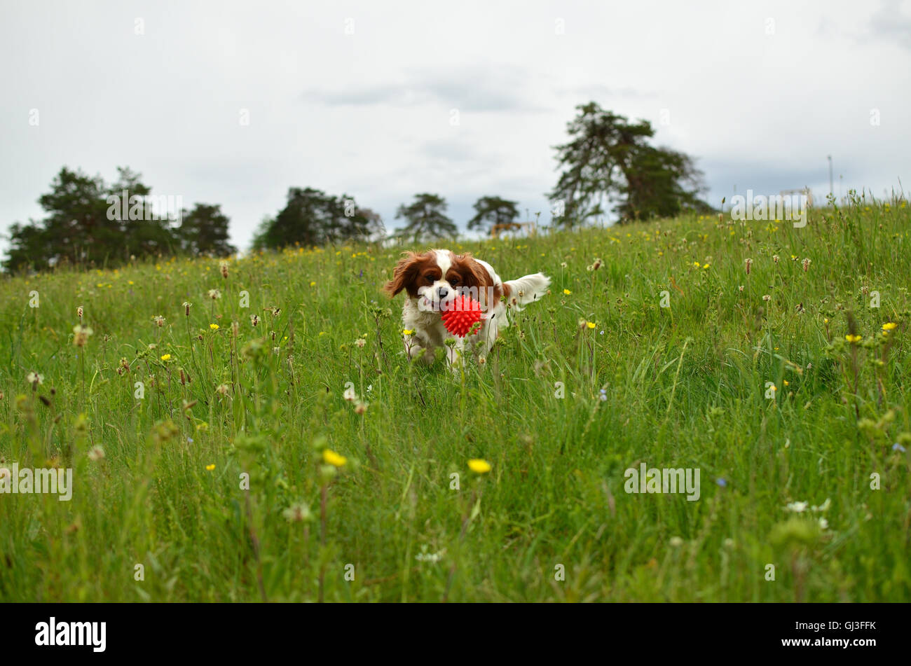 Cavalier King Charles Spaniel Blenheim dog running through spring meadow with its toy Stock