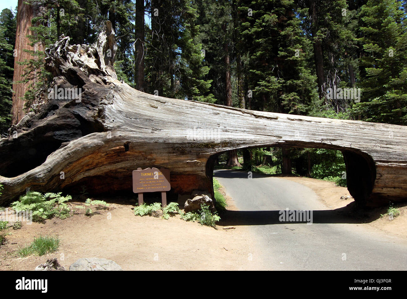 Sequoia National Park's fallen 'Tunnel Log' located along the Crescent Meadow Road in Giant Forest Stock Photo
