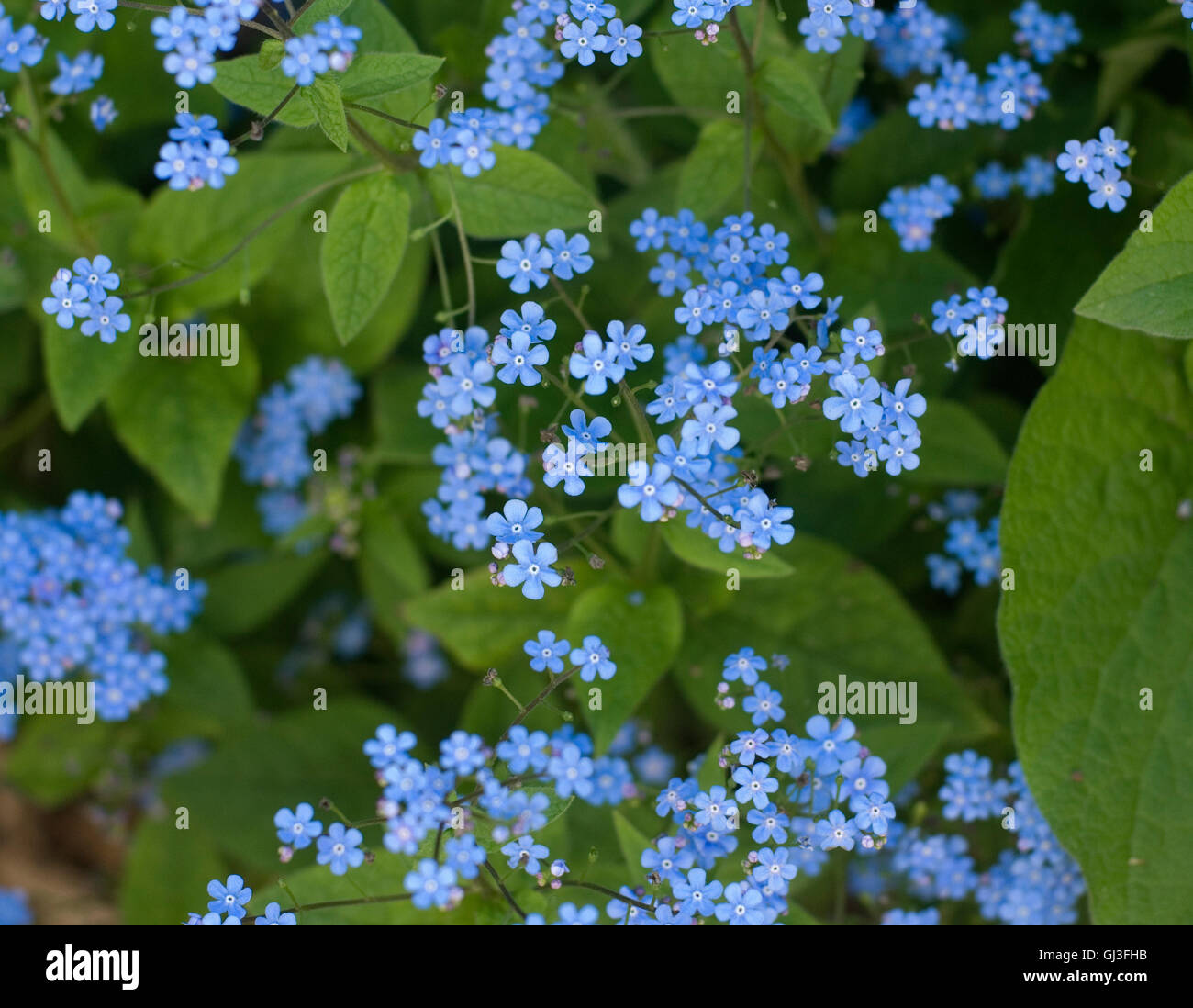 forget-me-nots or scorpion grasses blooming in a Newlands neighborhood garden, Boulder. Symbolic of friendship and constancy, Stock Photo