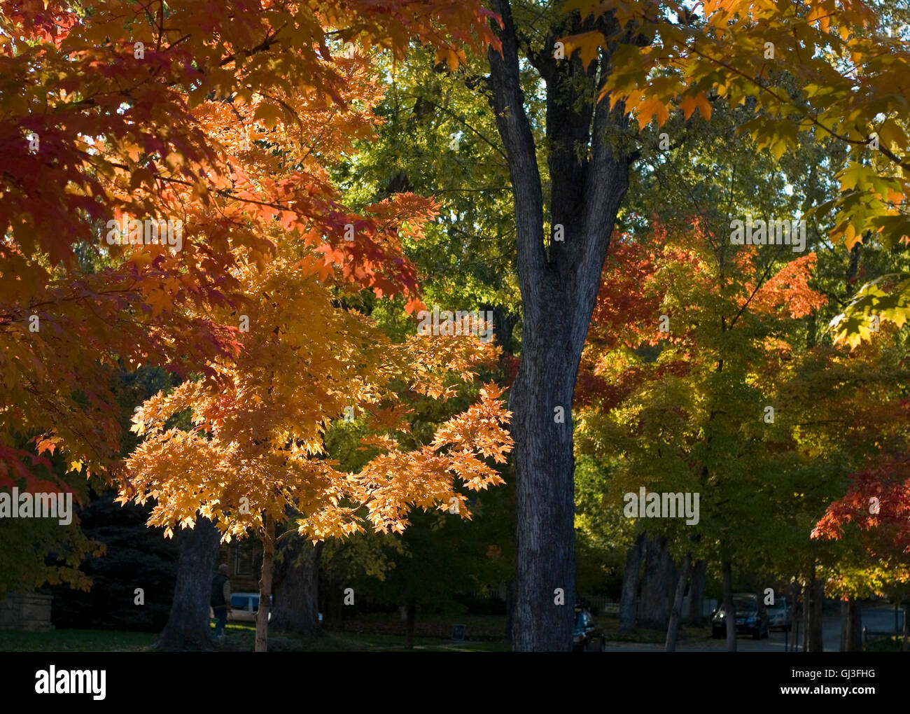 Autumn leaves in the Mapleton Hill historic area of Boulder, Colorado
