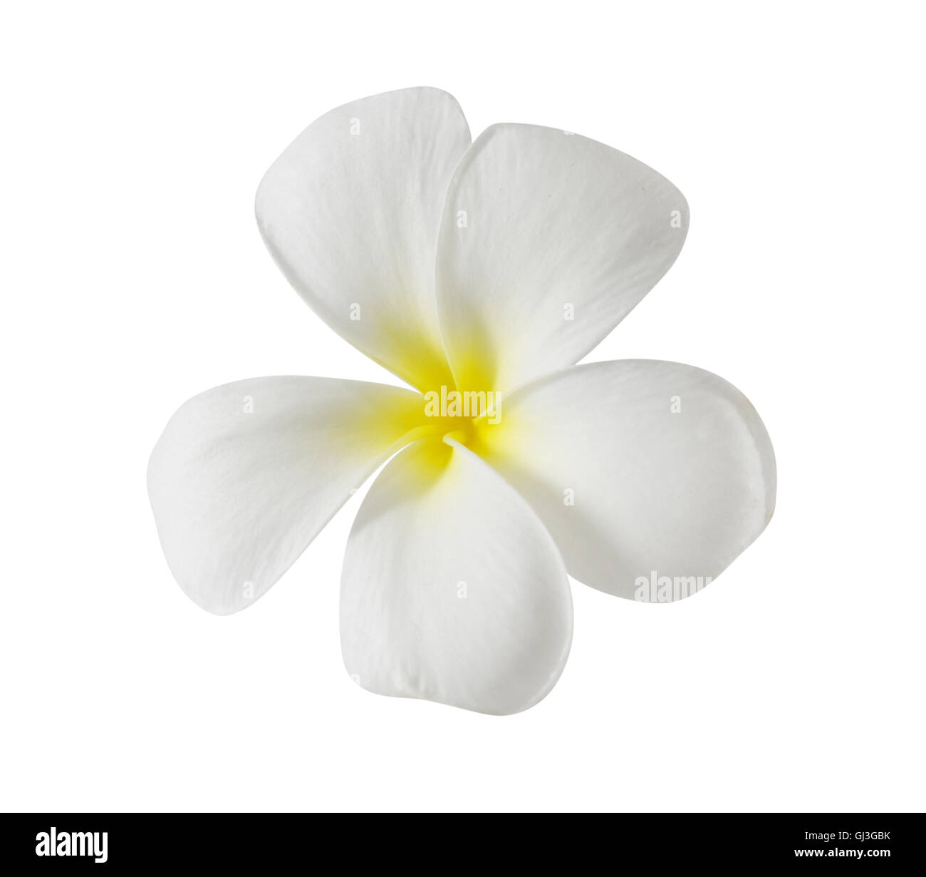 White plumeria flower isolated on White background Stock Photo