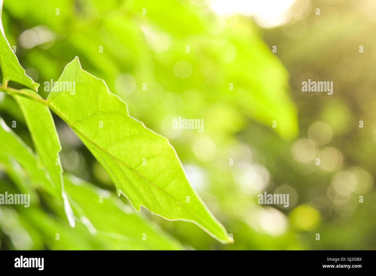 Green Leaf in The Garden Stock Photo - Alamy