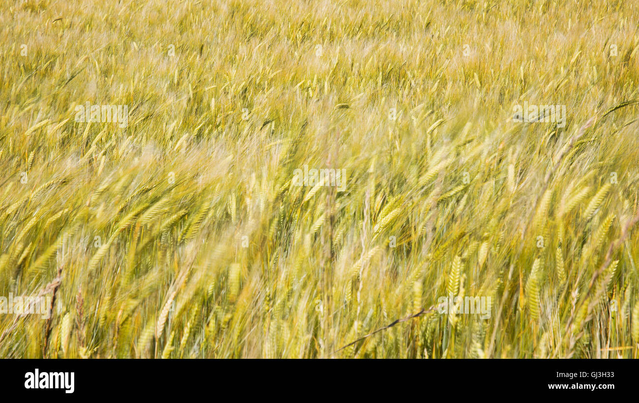 Golden ripe barley hi-res stock photography and images - Alamy