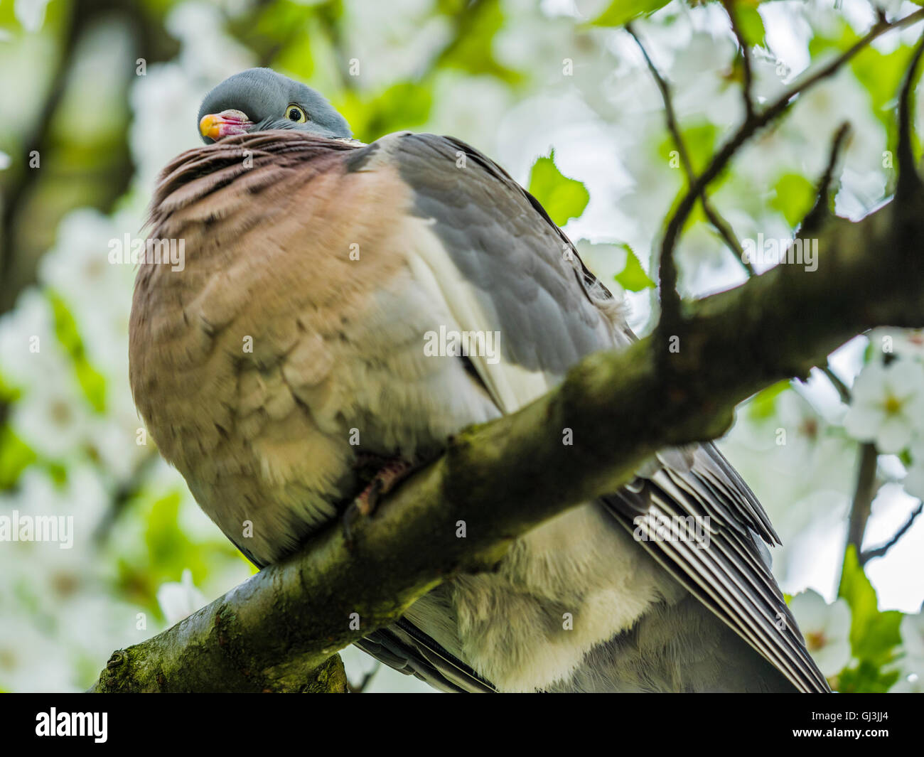 Pigeon, London England Stock Photo - Alamy