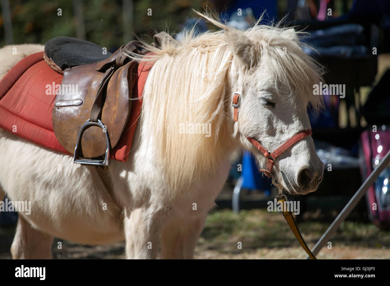 White Pony with Saddle and bridle Stock Photo