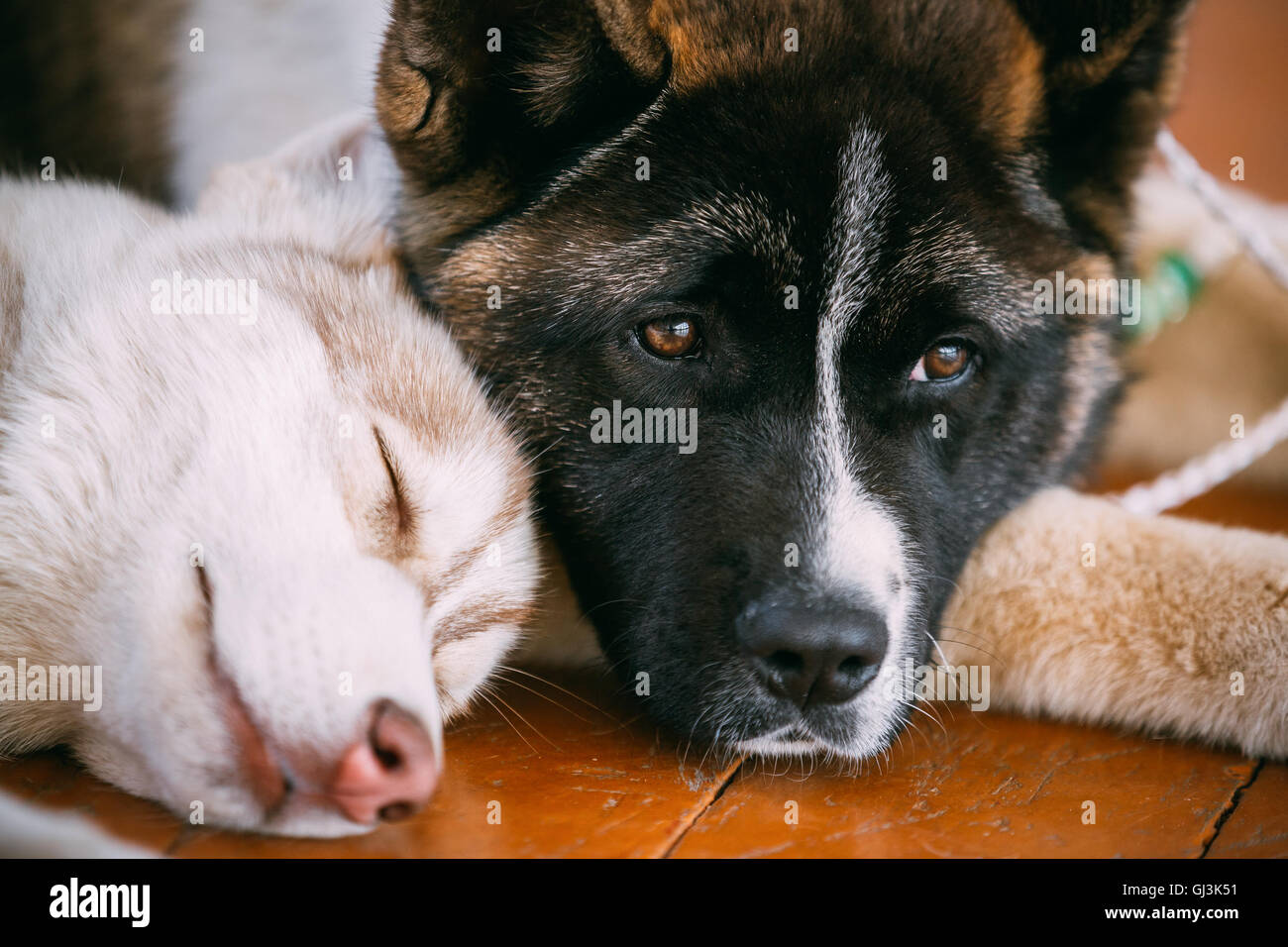 Husky x akita best sale puppies