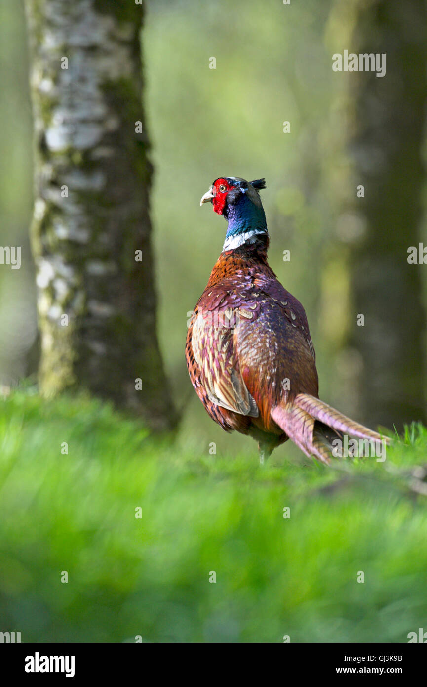 Common pheasant in wood (Phasianus colchicus) - UK Stock Photo