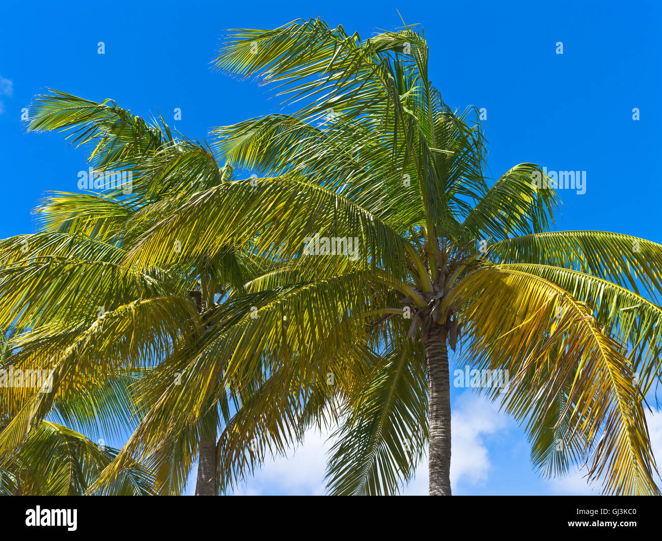 dh  ST MAARTEN CARIBBEAN Palm trees leaves blowing in the wind tree close up Stock Photo