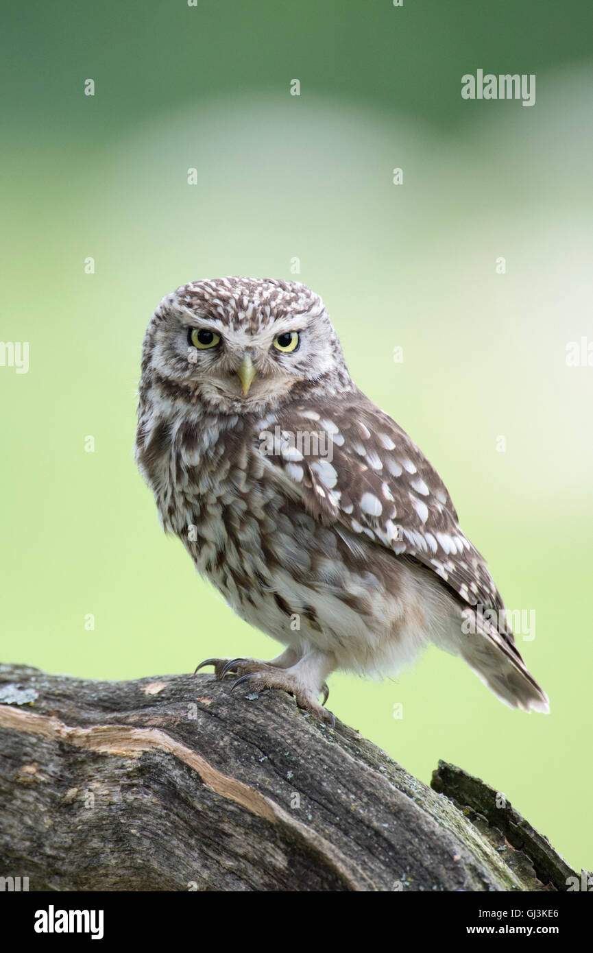 Little owl (Athene noctua) - UK Stock Photo