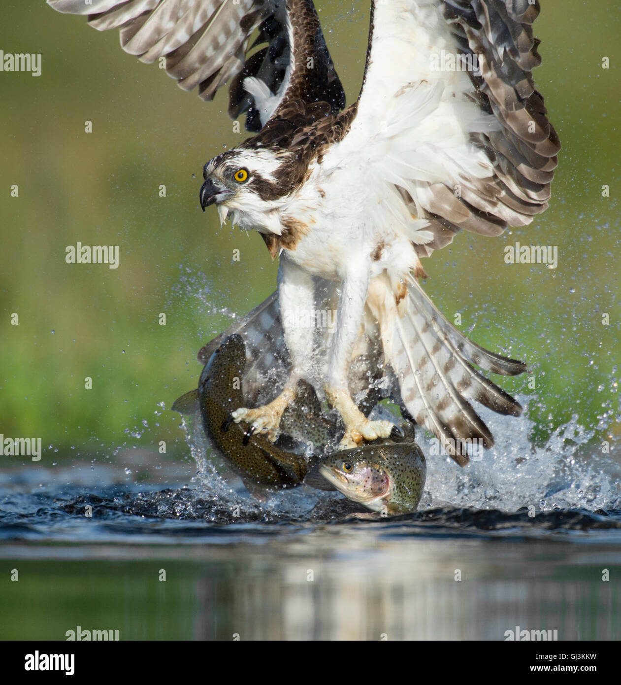 Osprey (Pandion haliaetus) catching 2 fish at once – Scotland, UK