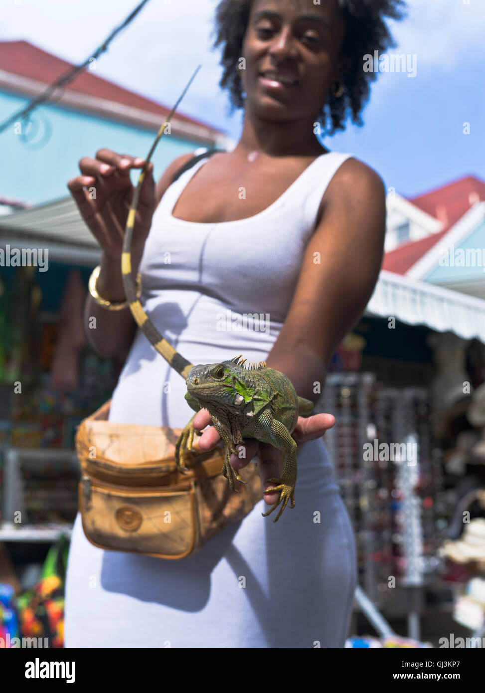 dh Philipsburg ST MAARTEN CARIBBEAN Girl holding pets with iguana lizard walk hand unusual pet