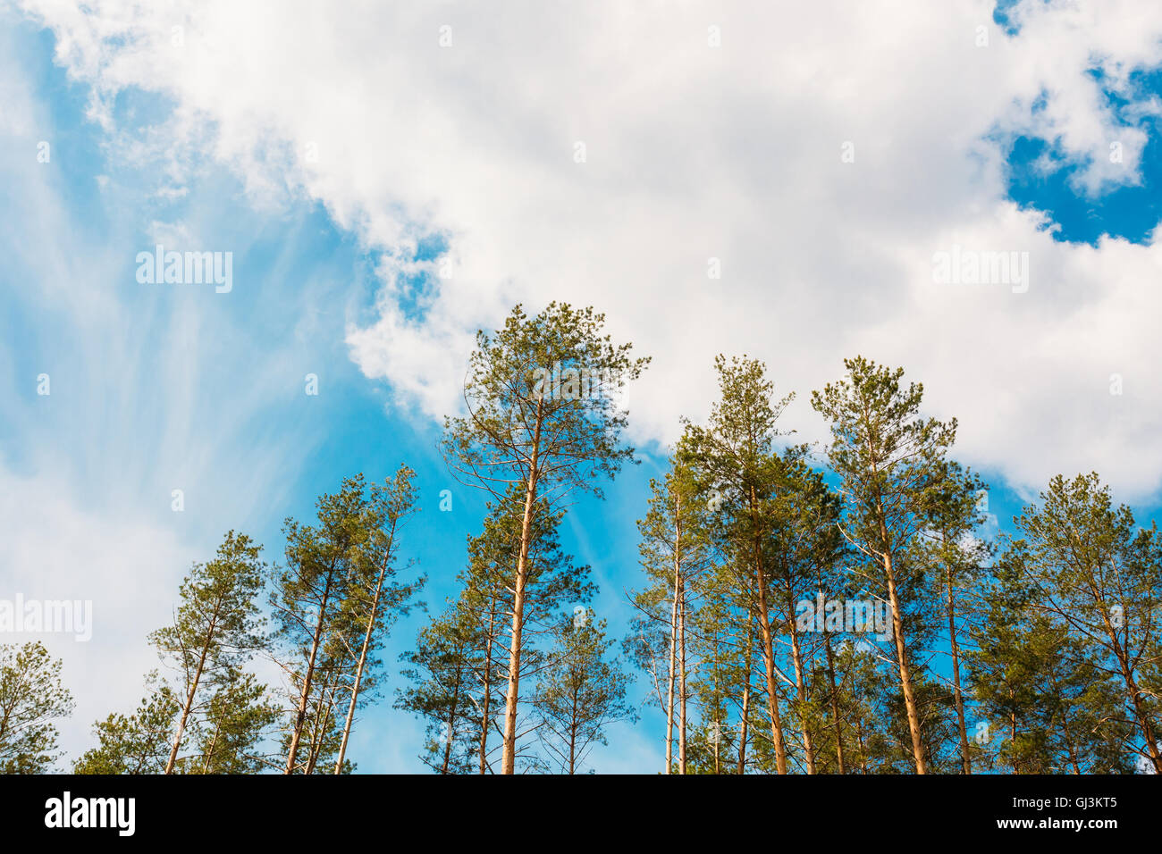 Crowns Treetops Of Tall Thin Slender Evergreen Pines Under Cloudy Spring Summer Blue Sky Welkin Background. Stock Photo
