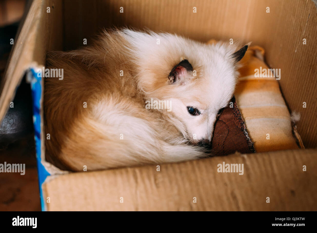 The Small Size Mongrel Mixed Breed Long Haired White And Red Adult